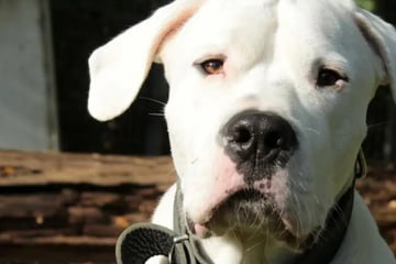 Seit fast vier Jahren im Tierheim: Gibt es für Blade noch ein Happy End?