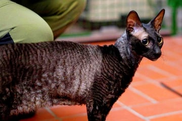 Ferdinand ist es ständig kalt: Wer schenkt der Katze warmes Zuhause?