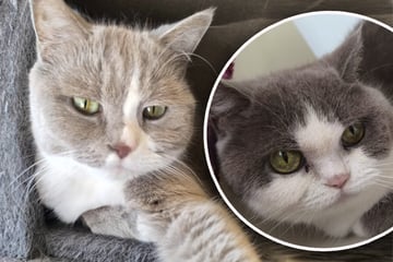 Katzen müssen für Baby weichen: Finden das Duo noch mal sein Glück?