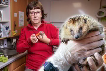 Dresden: Herz für Igel? Jetzt bei der Radebeuler Igelhilfe mit anpacken