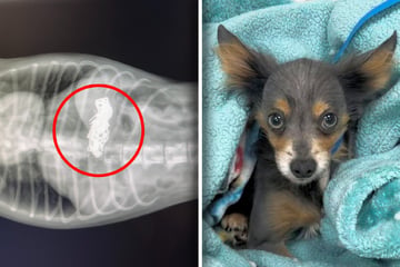 Tierarzt röntgt Hund wegen Beinbruch: Was er dann in seinem Bauch entdeckt, erschlägt ihn