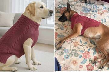Dog owner buys her pup a sweater – the viral result is hilarious to witness!