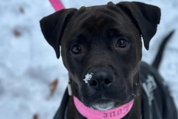 Lottis Welpen sind alle schon weg: Wer schenkt der Hündin ein Zuhause?