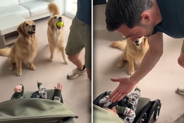 Papa übt High Five mit Baby: Kurz darauf lassen Golden Retriever Herzen hüpfen
