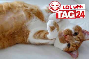 Joke of the Day for August 16, 2025: A cat joke for Caturday!