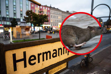 Berlin: Rattenplage am Hermannplatz: So will Neukölln die ungeliebten Nager loswerden
