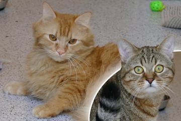 Wenn sich das nicht bessert, droht die Penisamputation: Kater-Duo hofft trotzdem auf Happy End