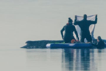 Nach Probespülungen an Buckelwal Timmy: Rettungseinsatz startet frühestens am Samstag