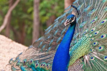 Flüchtiger Pfau sorgt für buntes Spektakel auf Bundesstraße