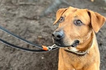 Dieser Labrador hat es in sich: Wer gibt Simba eine zweite Chance?