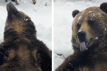 Wenn der weiße Hunger kommt: Grizzly chillt im Schnee und mampft Flocken