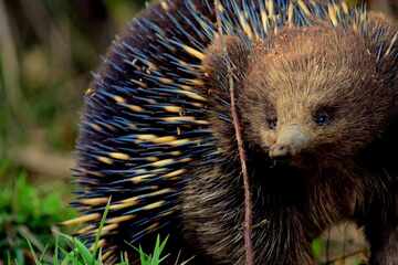 New study bring the shocking aquatic origins of Australian echidnas to light!