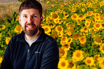 Sonnenblumen erobern unsere sächsischen Äcker