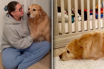 Golden Retriever darf nachts nicht bei Baby bleiben: Was eines Tages passiert, geht so vielen ans Herz