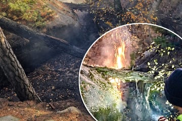 Feuer in Sächsischer Schweiz: Einsatz bei Hohnstein nach 24 Stunden beendet