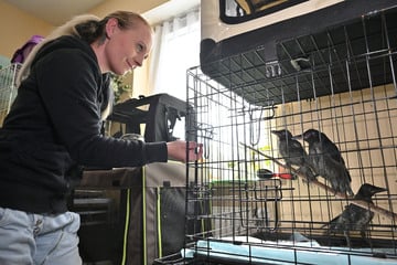 Chemnitz: Wo verletzte Piepmätze in Chemnitz Hilfe finden: Ihre Wohnung ist eine Wildvogelstation