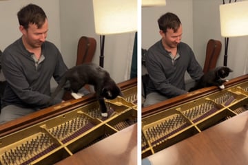 Kitten gets adorable piano lesson in viral TikTok post: "this is so tom & jerry coded"