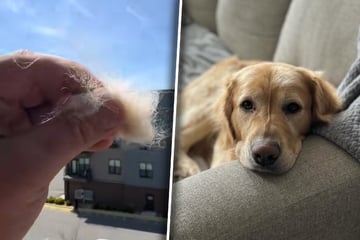 Herrchen wirft Büschel Golden-Retriever-Fell vom Balkon: Was dann passiert, erstaunt so viele