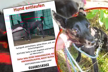 Dresden: Sieben Wochen vermisst: Tierschutz-Hündin endlich gefunden