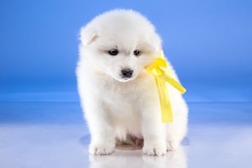 Gelbe Schleife bei Hunden: Was bedeutet "Der Gelbe Hund"?