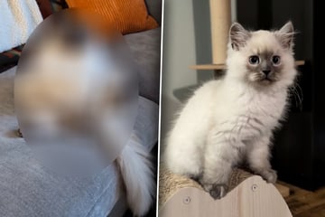 Frau freut sich über ihr süßes, kleines Kätzchen: Wenige Monate später ist nicht nur sie baff