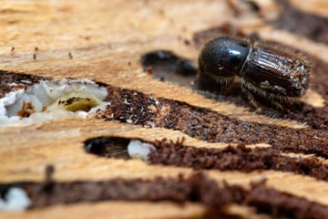 Borkenkäfer-Plage: Wie steht es um Sachsens Wälder?
