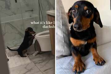 Dog accidentally trained himself to use the toilet, and TikTok viewers can't believe their eyes