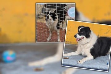 Geburtstag im Tierheim: Doch Blacky möchte endlich mit Freunden feiern