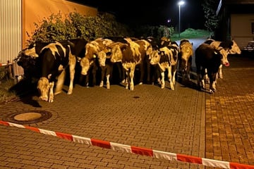 Über 200 Rinder büxen aus und sorgen für Ärger: Mehr als 2500 Euro Schaden in sächsischer Gemeinde