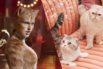 Taylor Swift's cats in profile: Scottish fold price, health, and characteristics