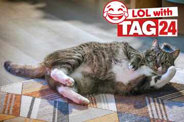 Joke of the Night for February 7, 2026: A cat funny to wrap up Caturday