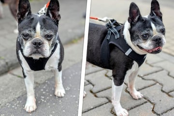 Süßer Hunde-Opa durchlebt wahres Trauma: Steht für Nobi ein Wunder im Raum?