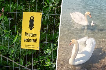 Dresden: Geht doch! Schwanen-Nachwuchs an der Kiesgrube Leuben