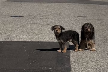 Fünf Hunde im Gewerbegebiet ausgesetzt: Als Helferin die Tiere sieht, zerreißt es ihr das Herz