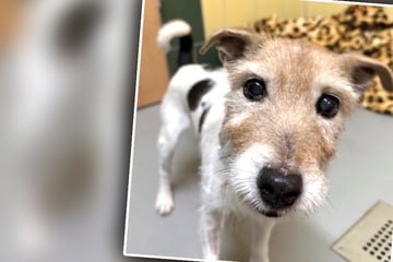 Kleine Hündin landet mit 17 Jahren im Tierheim: Der Grund ist einfach nur traurig