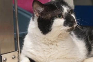 Niemand vermisst den kleinen Kater Uno: Wer schenkt ihm ein liebevolles Zuhause?