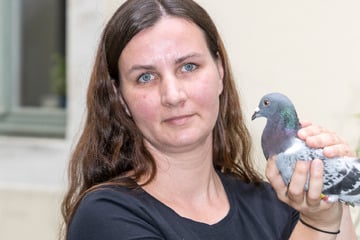 Dresden: Erschöpfte Brieftauben landen in Dresden: Tierschützer schlagen Alarm