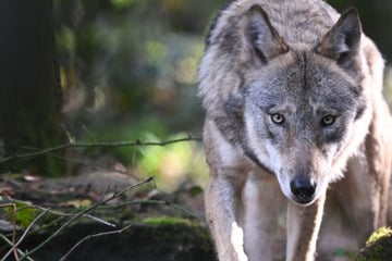 Wölfe: Ungewöhnlicher Aufruf: Bürger sollen Landesamt mit Wolfskot-Fotos versorgen