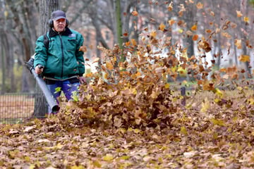 Blätterfall in Sachsen: Wer muss eigentlich das Laub zusammenkehren?