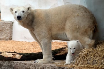 Eisbär-Baby im Karlsruher Zoo: Wann Besucher das Jungtier sehen können