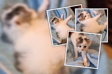 Zuckersüß und tapsig: "Kleine Krabbe" sucht Zweibeiner zum Kuscheln