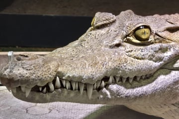 "Pangi" auf Reisen: Darum ist Kölner Krokodil nach Down Under gezogen