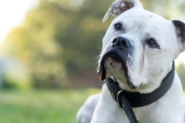 Fundhund Potter hat seinen eigenen Kopf: Wer gibt dem American-Pitbull-Terrier-Bulldoggen-Mischling eine Chance?