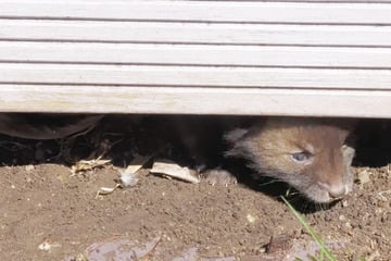 Tierschützer retten verwaiste Fuchsbabys: Was hinter ihnen zum Vorschein kommt, bricht allen das Herz