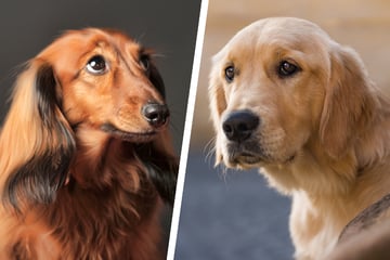 Dackel und Golden Retriever zeugen Nachwuchs: So sehen die Hunde aus