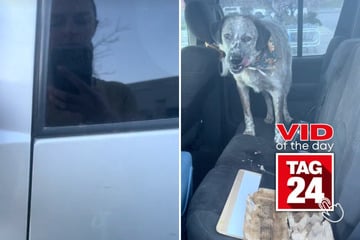 Viral Video of the Day for July 6, 2024: Hungry dog eats entire carton of raw eggs in car!