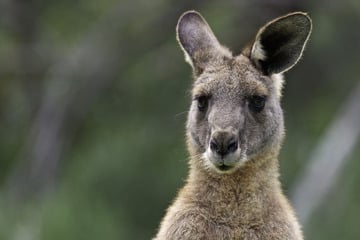 Australian scientists produce first-ever IVF kangaroo embryo