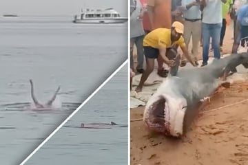 23-Jähriger stirbt bei Haiangriff: Aufgebrachte Menschenmenge prügelt den Killer zu Tode