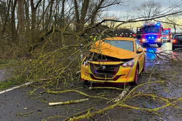Sturm fegt über Norddeutschland: Baum stürzt auf zwei fahrende Autos