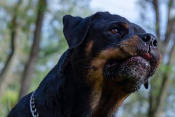 Rottweiler attackiert Kinderwagen: Schwangere rettet Baby und stürzt